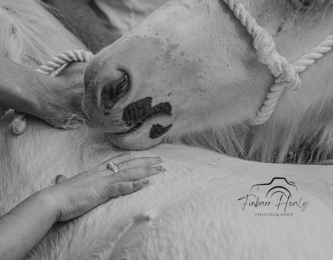 Borris Horse Fair 2023 (by Finbarr)